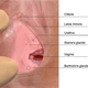 Image for article titled Shejaculation: Or How I Learned To Stop Worrying And Love The Gush